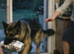 20260221 - J’ai surpris mon chien de 55 kilos en train de traîner un rôti du dimanche vers la porte du jardin. J’ai fait un pas pour l’arrêter… sans comprendre qu’il s’apprêtait à m’apprendre la leçon la plus douloureuse de ma vie.