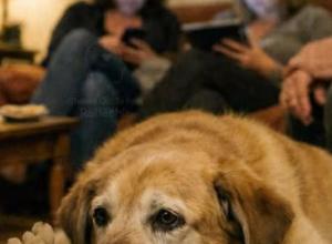 20260221 - Mon chien a attendu trois heures devant la porte, tremblant de joie — et il est resté invisible pour les deux personnes qu’il aime le plus.